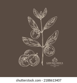 Background with garcinia indica: garcinia indica plant, leaves and garcinia indica fruits. Vrikshamla. Cosmetic, perfumery and medical plant. Vector hand drawn illustration