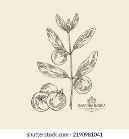 Background with garcinia indica: garcinia indica plant, leaves and garcinia indica fruits. Vrikshamla. Cosmetic, perfumery and medical plant. Vector hand drawn illustration