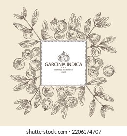 Background with garcinia indica: garcinia indica plant, leaves and garcinia indica fruits. Vrikshamla. Cosmetic, perfumery and medical plant. Vector hand drawn illustration