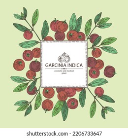 Background with garcinia indica: garcinia indica plant, leaves and garcinia indica fruits. Vrikshamla. Cosmetic, perfumery and medical plant. Vector hand drawn illustration