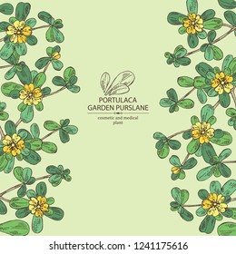 Background with garden purslane: purslane flowering branch and leaves. Portulaca. Cosmetic and medical plant. Vector hand drawn illustration