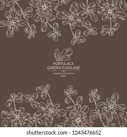 Background with garden purslane: purslane flowering branch and leaves. Portulaca. Cosmetic and medical plant. Vector hand drawn illustration