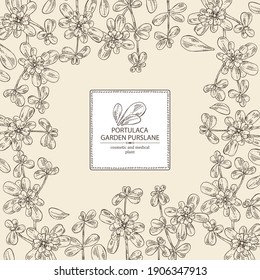 Background with garden purslane: purslane flowering branch and leaves. Portulaca. Cosmetic and medical plant. Vector hand drawn illustration