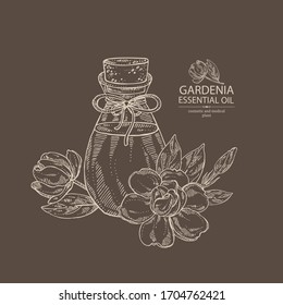 Background with gardenia flower, bud and bottle of gardenia essential oil. Cosmetic, perfumery and medical plant. Vector hand drawn illustration