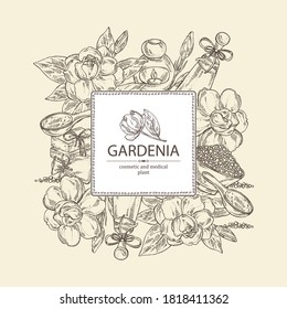 Background with gardenia, gardenia flowers, soap and bath salt . Cosmetic and medical plant. Vector hand drawn illustration. 
