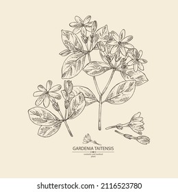 Background with gardenia taitensis: tiare plant, leaves and gardenia taitensis flowers. Gardenia tahitian, tiare tree flower . Cosmetic, perfumery and medical plant. Vector hand drawn