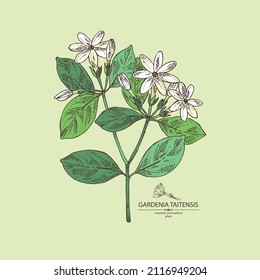 Background with gardenia taitensis: tiare plant, leaves and gardenia taitensis flowers. Gardenia tahitian, tiare tree flower . Cosmetic, perfumery and medical plant. Vector hand drawn