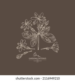 Background with gardenia taitensis: tiare plant, leaves and gardenia taitensis flowers. Gardenia tahitian, tiare tree flower . Cosmetic, perfumery and medical plant. Vector hand drawn