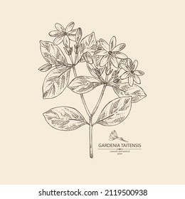 Antecedentes con gardenia taitensis: planta tiare, hojas y gardenia taitensis flores. Gardenia tahitiana, flor de tiare tree. Cosmética, perfumería y planta médica. Dibujo manual del vector