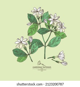 Background with gardenia taitensis: tiare plant, leaves and gardenia taitensis flowers. Gardenia tahitian, tiare tree flower . Cosmetic, perfumery and medical plant. Vector hand drawn
