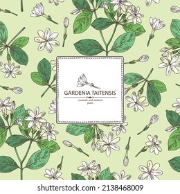 Background with gardenia taitensis: tiare plant, leaves and gardenia taitensis flowers. Gardenia tahitian, tiare tree flower . Cosmetic, perfumery and medical plant. Vector hand drawn