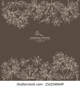 Background with gardenia taitensis: tiare plant, leaves and gardenia taitensis flowers. Gardenia tahitian, tiare tree flower . Cosmetic, perfumery and medical plant. Vector hand drawn