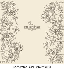 Antecedentes con gardenia taitensis: planta tiare, hojas y gardenia taitensis flores. Gardenia tahitiana, flor de tiare tree. Cosmética, perfumería y planta médica. Dibujo manual del vector