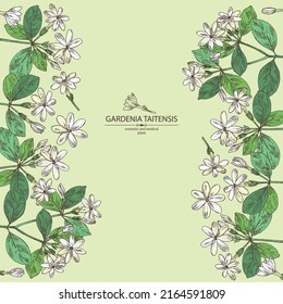 Background with gardenia taitensis: tiare plant, leaves and gardenia taitensis flowers. Gardenia tahitian, tiare tree flower . Cosmetic, perfumery and medical plant. Vector hand drawn