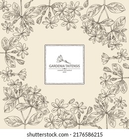 Background with gardenia taitensis: tiare plant, leaves and gardenia taitensis flowers. Gardenia tahitian, tiare tree flower . Cosmetic, perfumery and medical plant. Vector hand drawn