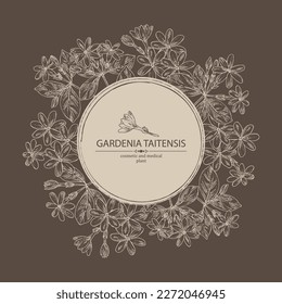 Background with gardenia taitensis: tiare plant, leaves and gardenia taitensis flowers. Gardenia tahitian, tiare tree flower . Cosmetic, perfumery and medical plant. Vector hand drawn