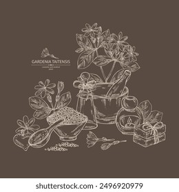 Fondo con gardenia taitensis: planta de tiara, hojas y flores de gardenia taitensis. Gardenia tahitiana, flor de árbol de tiare . Planta cosmética, perfumería y médica. Vector dibujado a mano