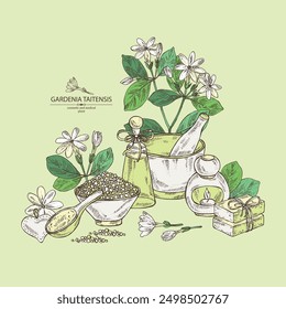 Fondo con gardenia taitensis: planta de tiara, hojas y flores de gardenia taitensis. Gardenia tahitiana, flor de árbol de tiare . Planta cosmética, perfumería y médica. Vector dibujado a mano