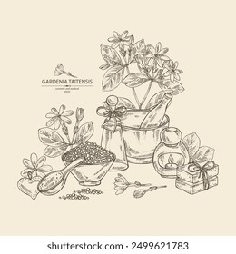 Fondo con gardenia taitensis: planta de tiara, hojas y flores de gardenia taitensis. Gardenia tahitiana, flor de árbol de tiare . Planta cosmética, perfumería y médica. Vector dibujado a mano