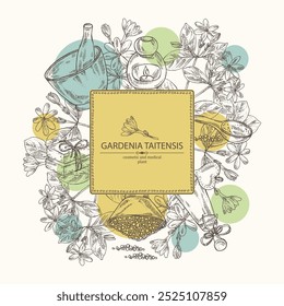 Fondo con gardenia taitensis: planta de tiara, hojas y flores de gardenia taitensis. Gardenia tahitiana, flor de árbol de tiare. Planta cosmética, perfumería y médica. Vector dibujado a mano