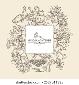 Fondo con gardenia taitensis: planta de tiara, hojas y flores de gardenia taitensis. Gardenia tahitiana, flor de árbol de tiare. Planta cosmética, perfumería y médica. Vector dibujado a mano