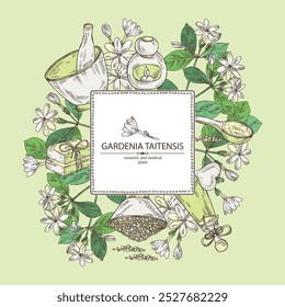 Fondo con gardenia taitensis: planta de tiara, hojas y flores de gardenia taitensis. Gardenia tahitiana, flor de árbol de tiare. Planta cosmética, perfumería y médica. Vector dibujado a mano