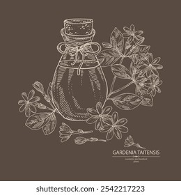 Background with gardenia taitensis: tiare plant, leaves and gardenia taitensis flowers and bottle of gardenia essential oil. Gardenia tahitian. Cosmetic, perfumery, plant. Vector hand drawn