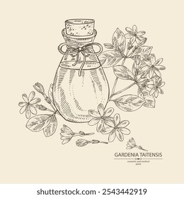 Background with gardenia taitensis: tiare plant, leaves and gardenia taitensis flowers and bottle of gardenia essential oil. Gardenia tahitian. Cosmetic, perfumery, plant. Vector hand drawn