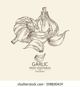 Background with garlic. hand drawn.