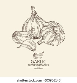 Background with garlic. hand drawn.