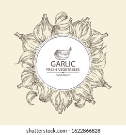 Background with garlic. Vector hand drawn illustration