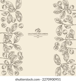 Background with gaultheria procumbens: gaultheria procumbens plant, flowers and gaultheria procumbens berries. Cosmetic, perfumery and medical plant. Vector hand drawn illustration