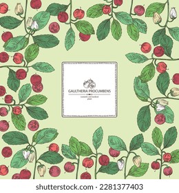 Background with gaultheria procumbens: gaultheria procumbens plant, flowers and gaultheria procumbens berries. Cosmetic, perfumery and medical plant. Vector hand drawn illustration