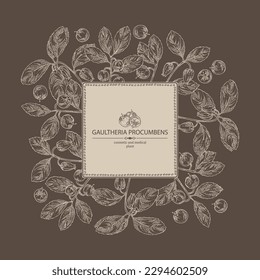 Background with gaultheria procumbens: gaultheria procumbens plant, flowers and gaultheria procumbens berries. Cosmetic, perfumery and medical plant. Vector hand drawn illustration