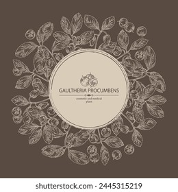 Background with gaultheria procumbens: gaultheria procumbens plant, flowers and gaultheria procumbens berries. Cosmetic, perfumery and medical plant. Vector hand drawn illustration