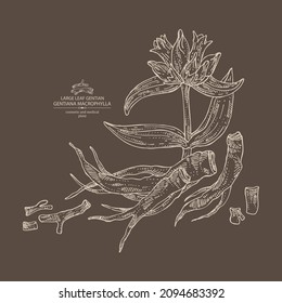 Background with gentiana macrophylla: large leaf gentian plant, leaves, gentian flowers and gentiana macrophylla root. Cosmetic, perfumery and medical plant. Vector hand drawn illustration.