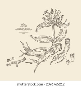 Background with gentiana macrophylla: large leaf gentian plant, leaves, gentian flowers and gentiana macrophylla root. Cosmetic, perfumery and medical plant. Vector hand drawn illustration.