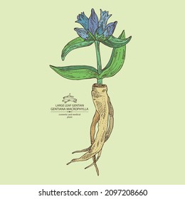 Background with gentiana macrophylla: large leaf gentian plant, leaves, gentian flowers and gentiana macrophylla root. Cosmetic, perfumery and medical plant. Vector hand drawn illustration.