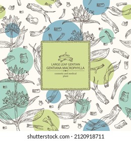 Antecedentes con gentiana macrophylla: planta genciana de hojas grandes, hojas, flores gentianas y raíz de macrophylla gentiana. Cosmética, perfumería y planta médica. Ilustración dibujada a mano por vectores.