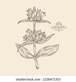 Background with gentiana macrophylla: large leaf gentian plant, leaves, gentian flowers and gentiana macrophylla root. Cosmetic, perfumery and medical plant. Vector hand drawn illustration.