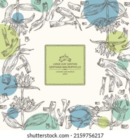 Background with gentiana macrophylla: large leaf gentian plant, leaves, gentian flowers and gentiana macrophylla root. Cosmetic, perfumery and medical plant. Vector hand drawn illustration.
