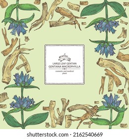 Background with gentiana macrophylla: large leaf gentian plant, leaves, gentian flowers and gentiana macrophylla root. Cosmetic, perfumery and medical plant. Vector hand drawn illustration.