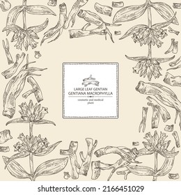 Background with gentiana macrophylla: large leaf gentian plant, leaves, gentian flowers and gentiana macrophylla root. Cosmetic, perfumery and medical plant. Vector hand drawn illustration.