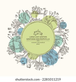 Background with gentiana macrophylla: large leaf gentian plant, leaves, gentian flowers and gentiana macrophylla root. Cosmetic, perfumery and medical plant. Vector hand drawn illustration.