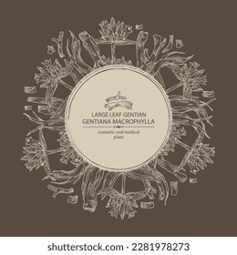 Background with gentiana macrophylla: large leaf gentian plant, leaves, gentian flowers and gentiana macrophylla root. Cosmetic, perfumery and medical plant. Vector hand drawn illustration.