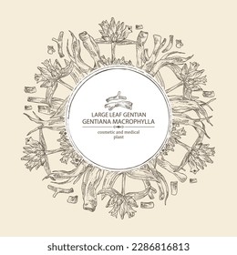Antecedentes con gentiana macrophylla: planta genciana de hojas grandes, hojas, flores gentianas y raíz de macrophylla gentiana. Cosmética, perfumería y planta médica. Ilustración dibujada a mano por vectores.