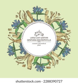 Background with gentiana macrophylla: large leaf gentian plant, leaves, gentian flowers and gentiana macrophylla root. Cosmetic, perfumery and medical plant. Vector hand drawn illustration.