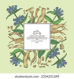 Antecedentes con gentiana macrophylla: planta genciana de hojas grandes, hojas, flores gentianas y raíz de macrophylla gentiana. Cosmética, perfumería y planta médica. Ilustración dibujada a mano por vectores.