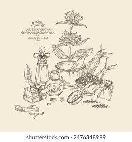 Background with  gentiana macrophylla: large leaf gentian plant, leaves, gentian flowers and gentiana macrophylla root. Oil, soap and bath salt . Cosmetics and medical plant. Vector hand drawn