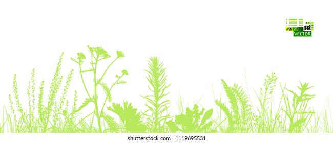 Background of a gentle green grass